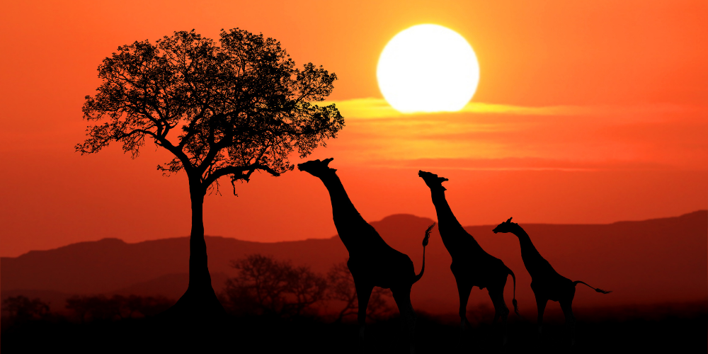 Silhouette of giraffes against a stunning sunset, capturing the spirit of African adventure and outdoor tours.