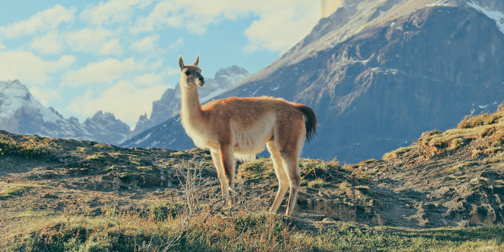 A majestic guanaco stands in front of Torres del Paine, a symbol of adventure in Patagonia's wild outdoors.