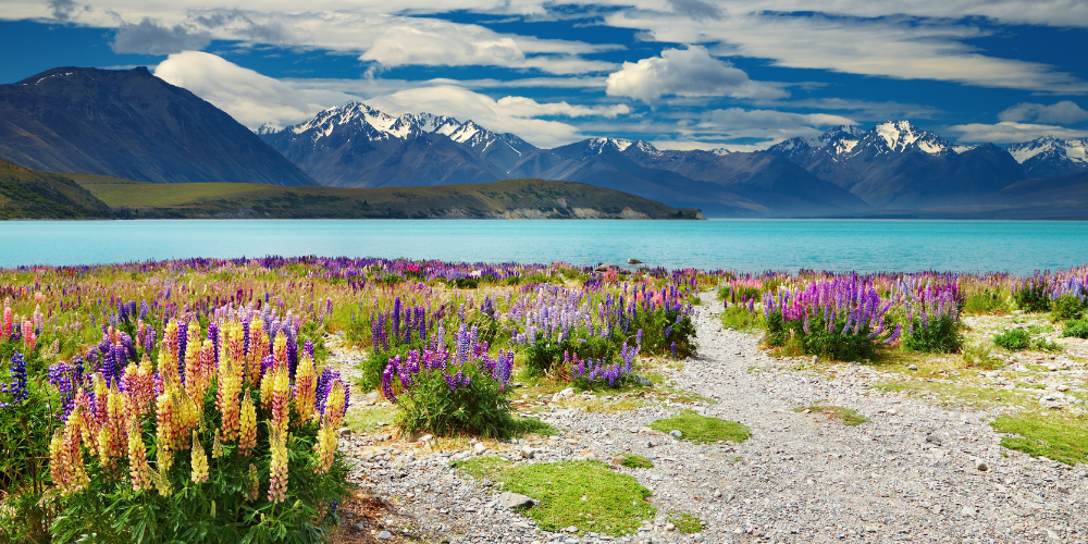 New Zealand Adventures