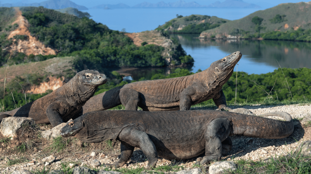 Group of Komodo dragons on a hillside near the sea, a wildlife experience in Bali Komodo Lombok Tours - Explore Culture & Nature.