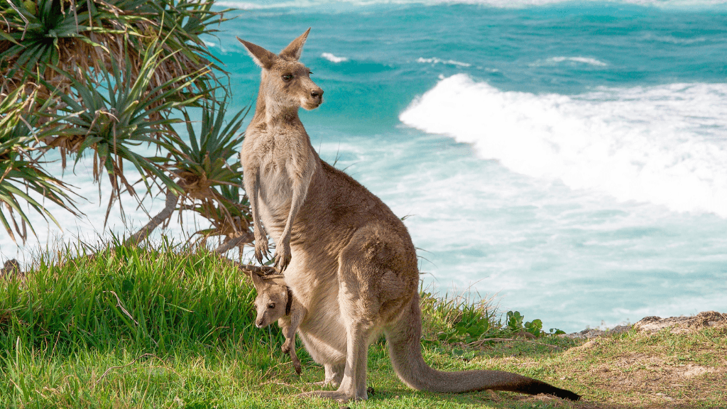 Kangaroo with joey near ocean cliffs, iconic wildlife sighting on the Whitsundays Reef Tour from Brisbane to Cairns.