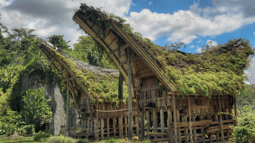 Traditional Tongkonan houses with moss-covered roofs in Tana Toraja, part of the Soul of Sulawesi - Tana Toraja Culture Tour.
