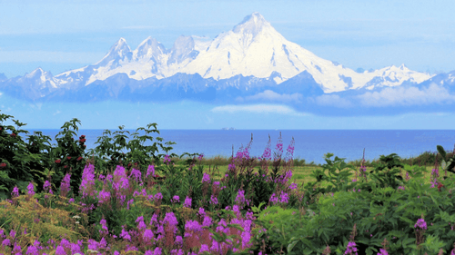 Snow-capped Alaskan mountains behind vibrant wildflowers on the 8-Day Alaskan Adventure: Glaciers & Grizzlies tour route.