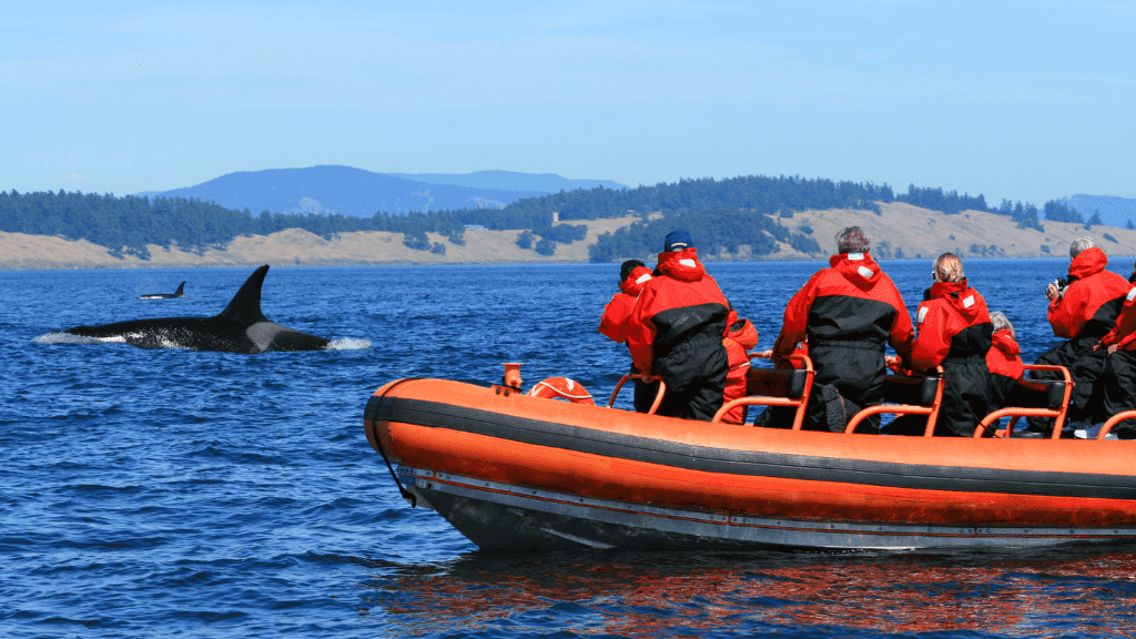 Travelers in red gear on a zodiac boat watching an orca during the Atlantic Expedition Cruise - Iceland, Greenland, Labrador wildlife tour.