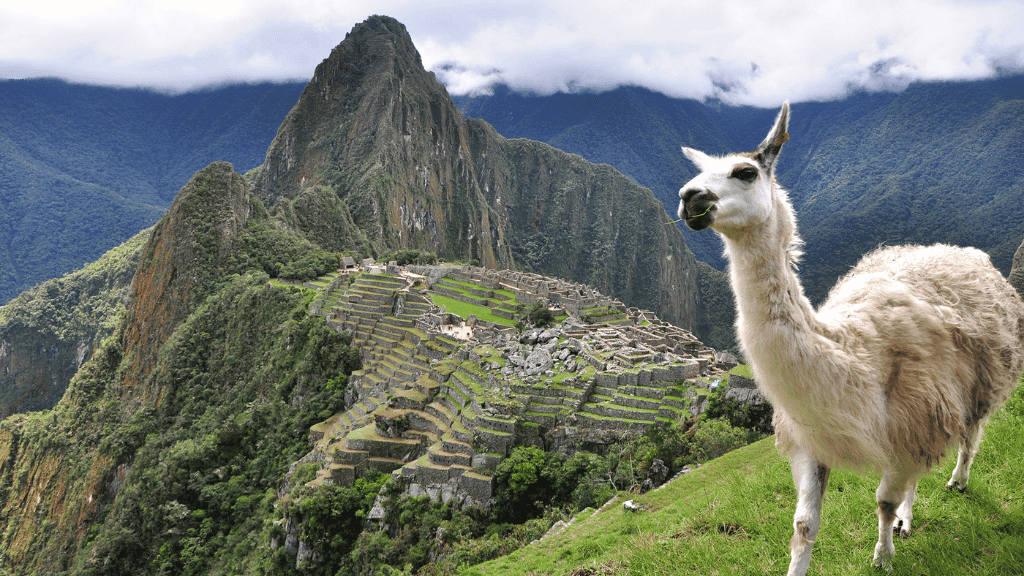 Llama overlooking Machu Picchu ruins on Peru Adventure - Machu Picchu 14 Days | Small-Group Travel. Iconic photo stop on Inca Trail.