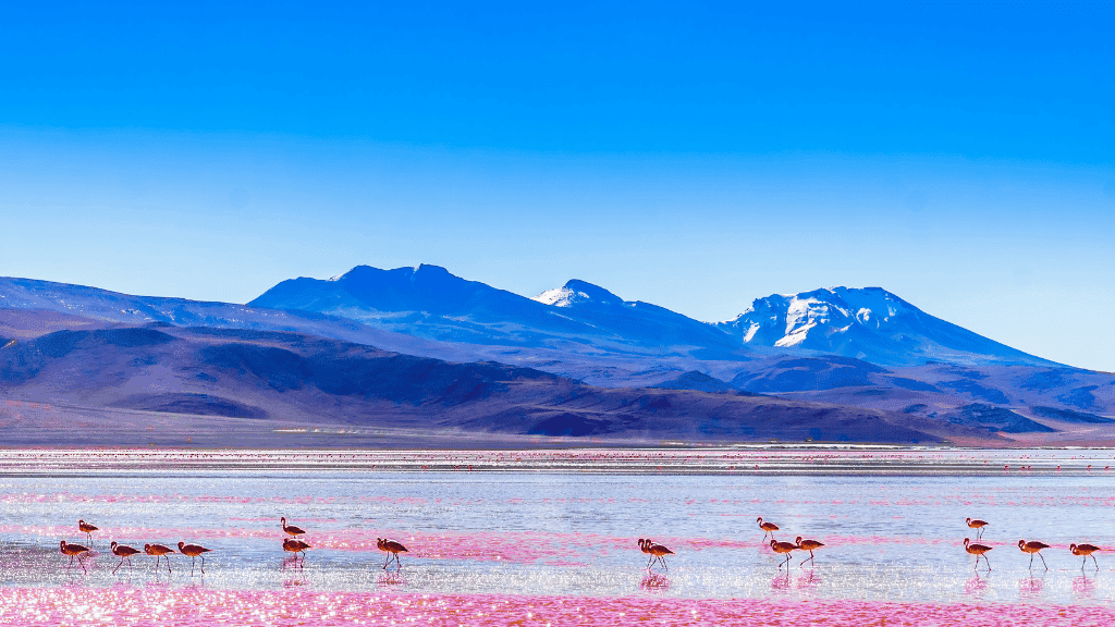 Flamingos in Bolivia's Red Lagoon, a wildlife and nature stop on the Quito to Rio South America tour itinerary.