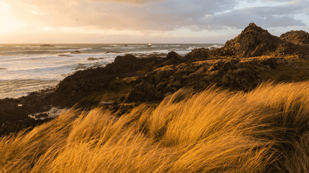 Rocks and grass by a coastal landscape with a sunset.