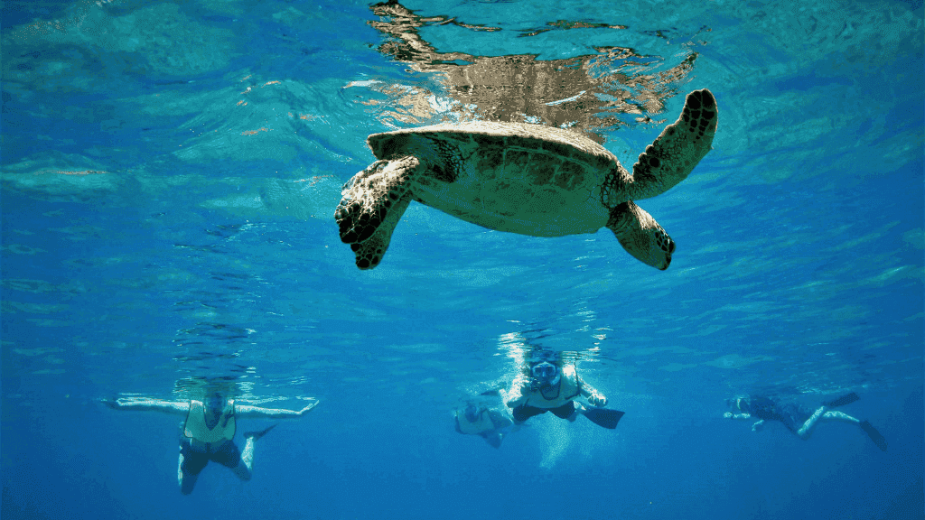 Snorkelers swimming with a sea turtle in the clear waters of Ningaloo Reef during the 4-Day Ningaloo Kayak Expedition adventure.