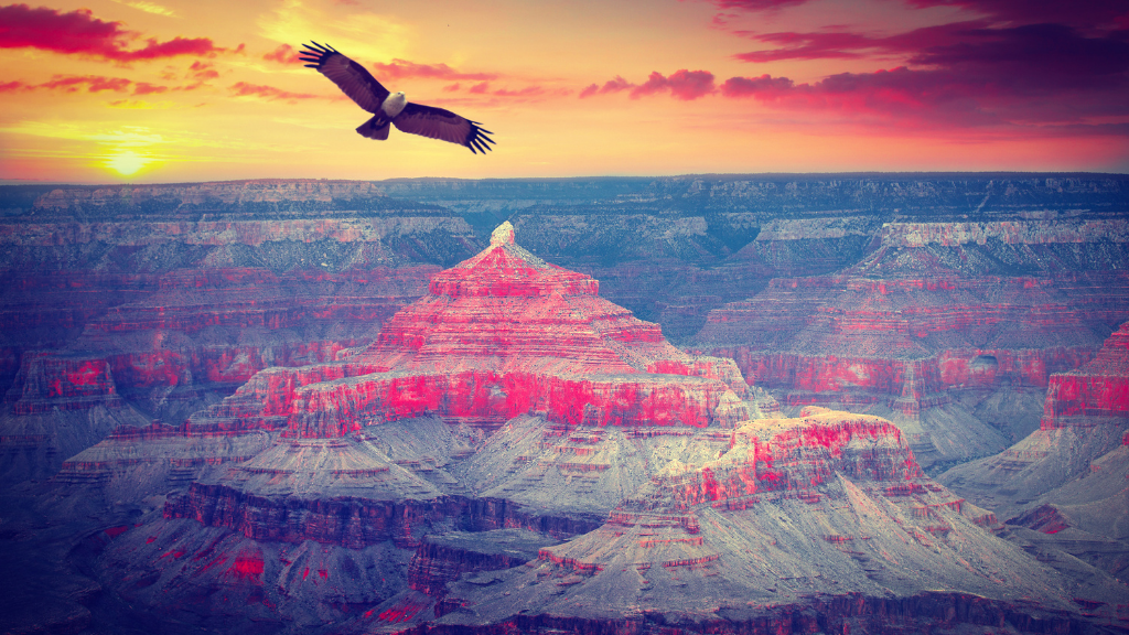 Eagle soars over Grand Canyon at sunset with vivid sky colors. Experience Western USA trips with wildlife and breathtaking canyon landscapes.