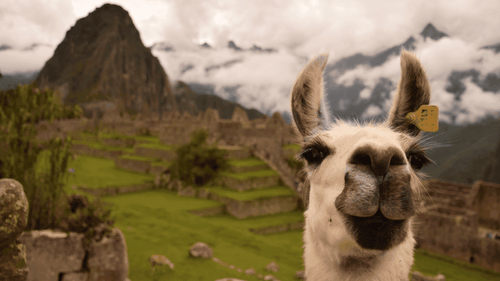 Llama at Machu Picchu with mountain backdrop on Peru Adventure - Machu Picchu 14 Days | Small-Group Travel. Iconic stop on cultural and wildlife tour.