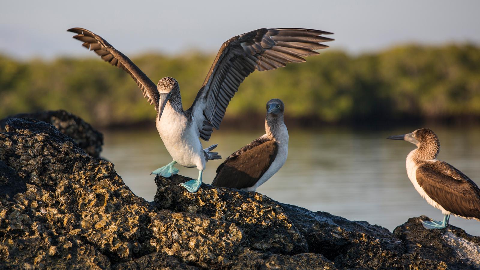 Blue-footed boobies perched on volcanic rocks, a common sight on the Galápagos Small Ship Voyage to the Eastern Islands.
