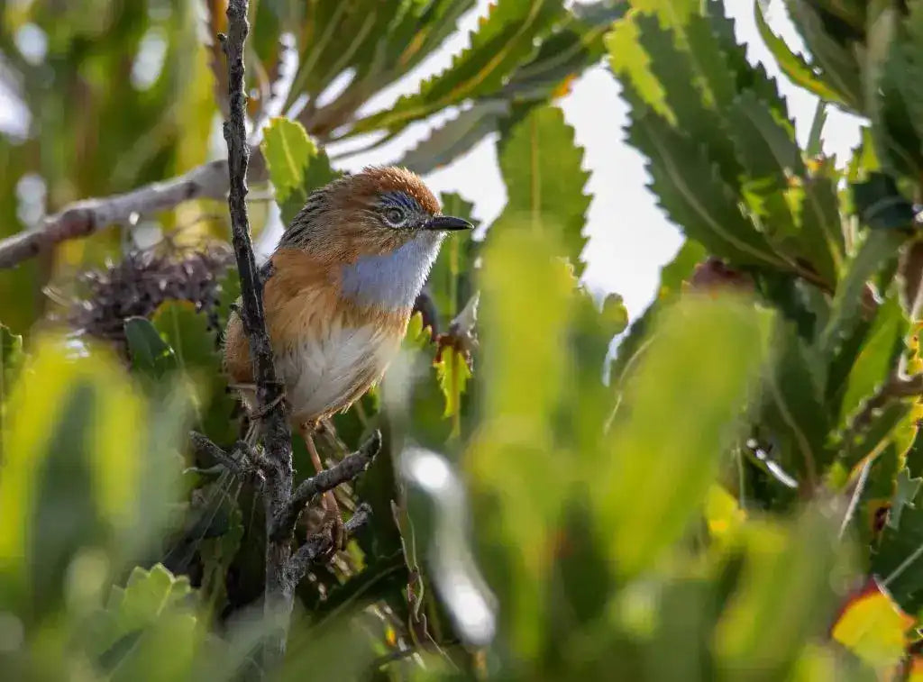 Close-up of native bird in eucalypt forest along the Sapphire Coast Trek, highlighting wildlife encounters on the 4-day guided hike.