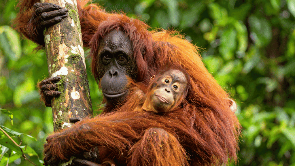 Mother and baby orangutan in Borneo rainforest during 7-day orangutan viewing tour with river cruises and forest walks.