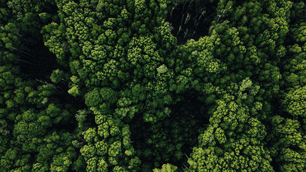 Aerial view of dense green Borneo rainforest, explored during 7-day orangutan and night walk adventure tour.