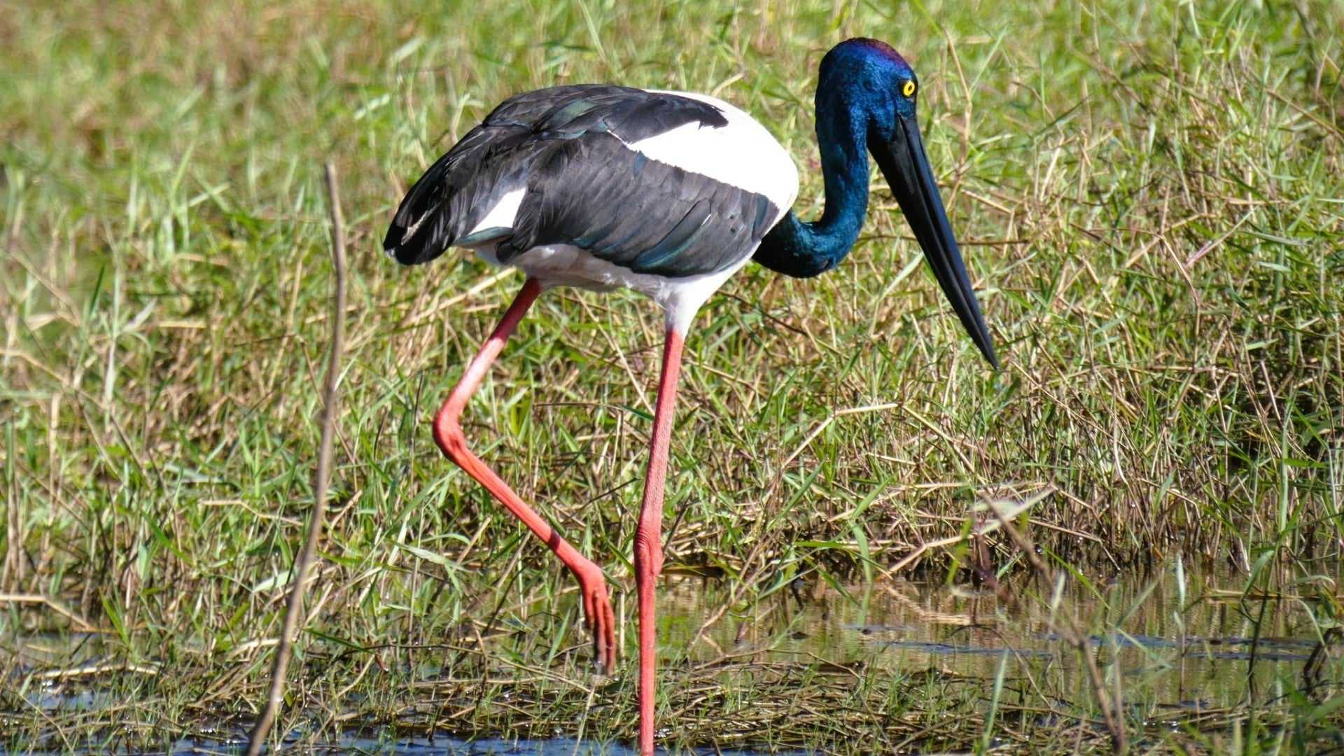 Black-necked stork wades through wetland grass on Kakadu Katherine Gorge Tour | 4-Day Comfort Travel. Birdwatching in native habitat.