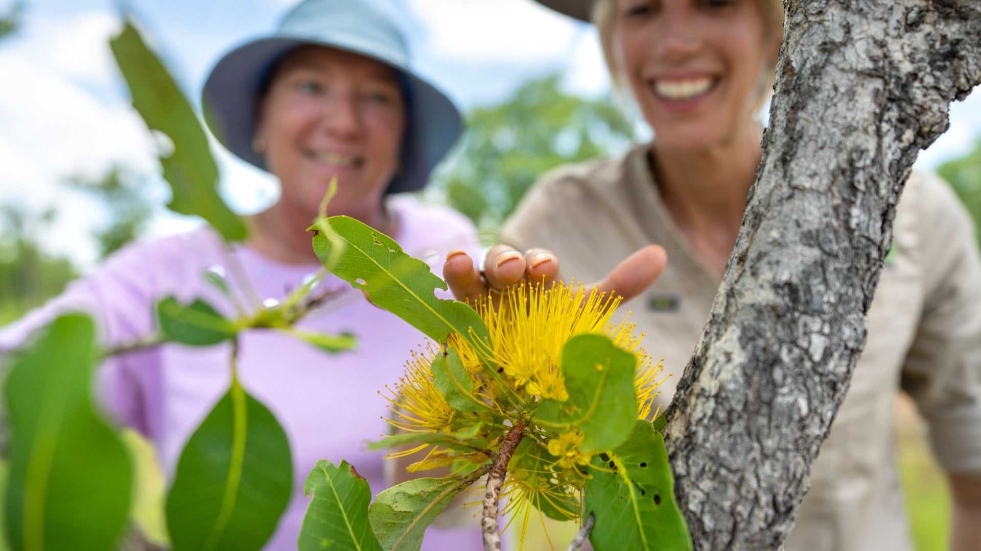 Tourists examine native yellow flower with guide on Kakadu Katherine Gorge Tour | 4-Day Comfort Travel. Botanical discovery in wild setting.