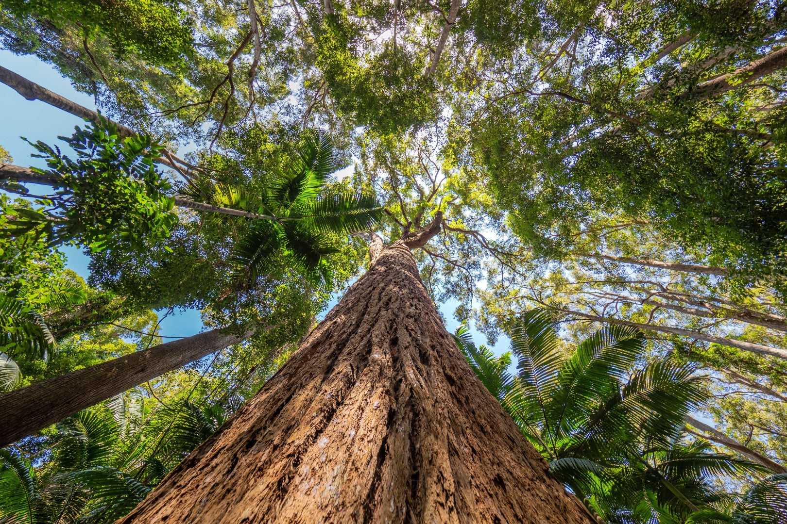 Towering rainforest tree canopy viewed from below, highlighting lush nature on the Brisbane to Cairns Whitsundays Reef Tour.