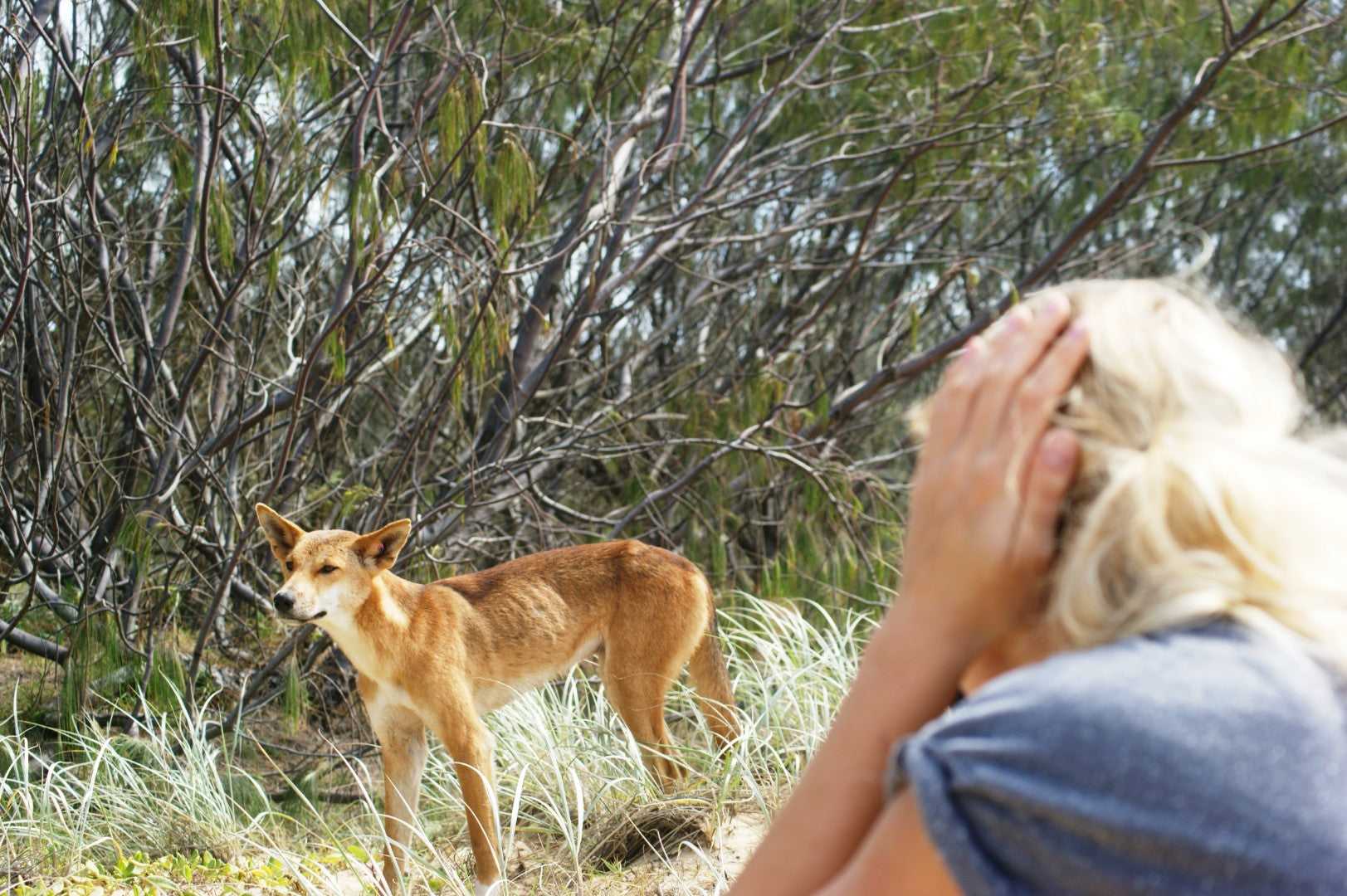 Tourist observes dingo in Fraser Island bushland, wildlife encounter on the Whitsundays Reef Tour from Brisbane to Cairns.