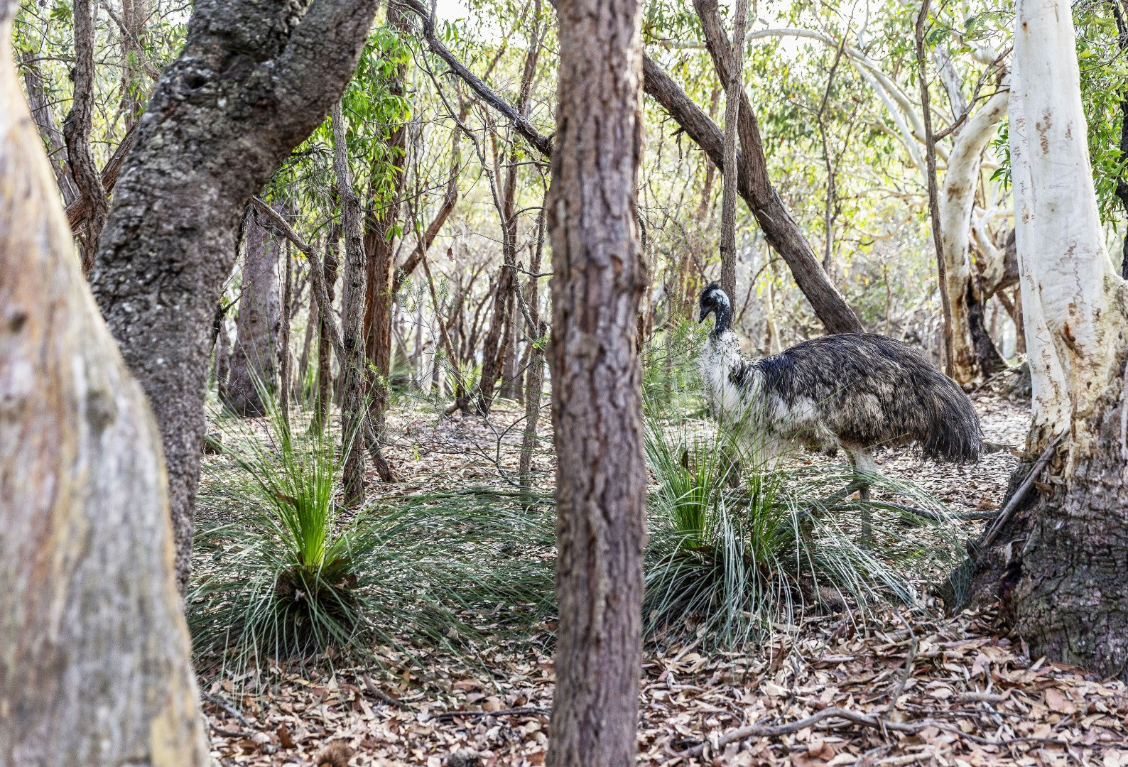 Byron, Noosa & K’gari | Sydney → Brisbane (8 Days of East Coast Essentials)