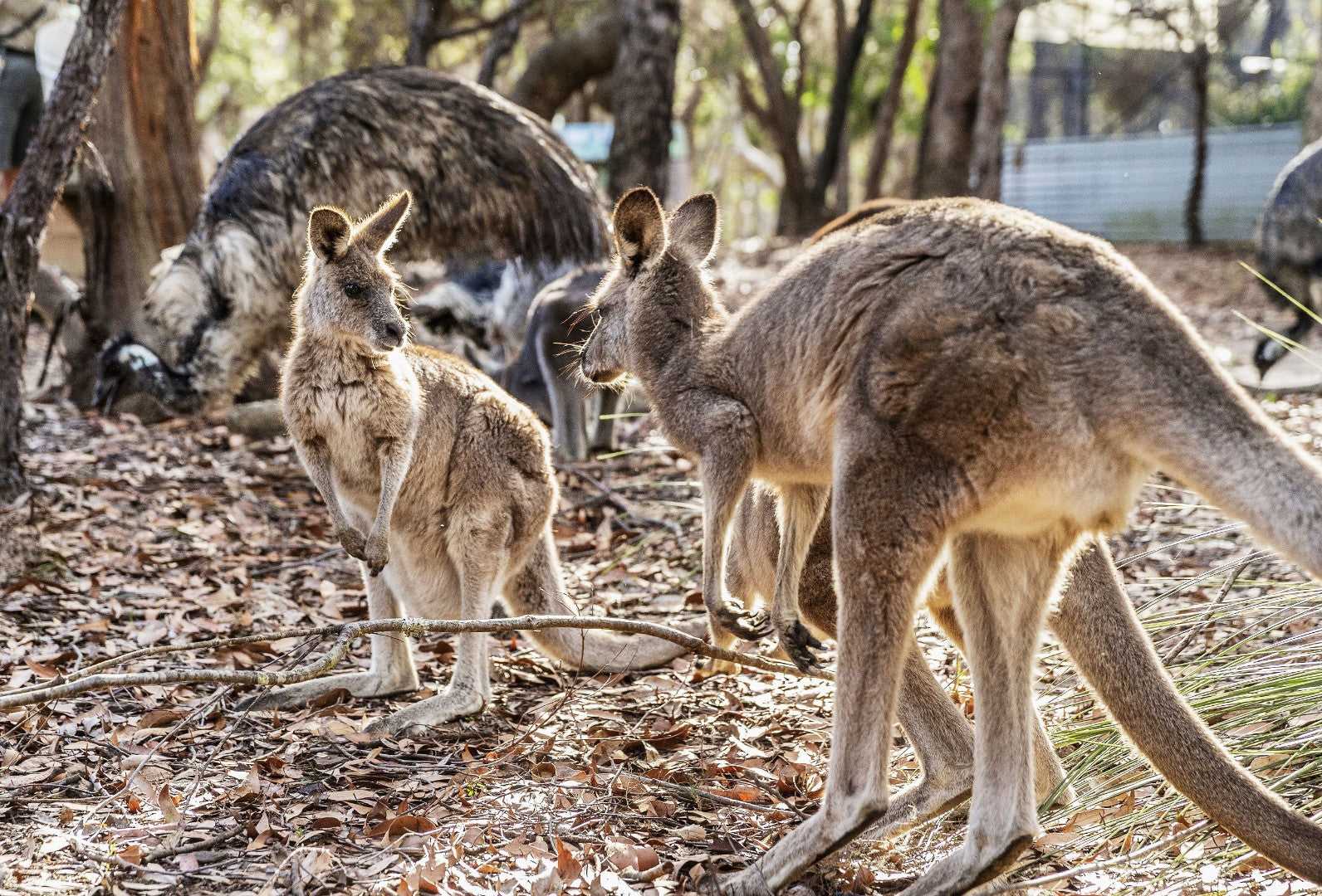 Kangaroos and emus in bushland on East Coast Australia tour. Wildlife interaction on 8-day journey from Sydney to Brisbane.