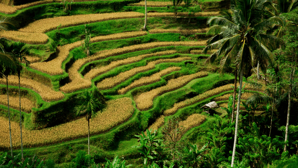 Lush terraced rice fields in Bali, a scenic and cultural highlight of Bali Komodo Lombok Tours - Explore Culture & Nature.