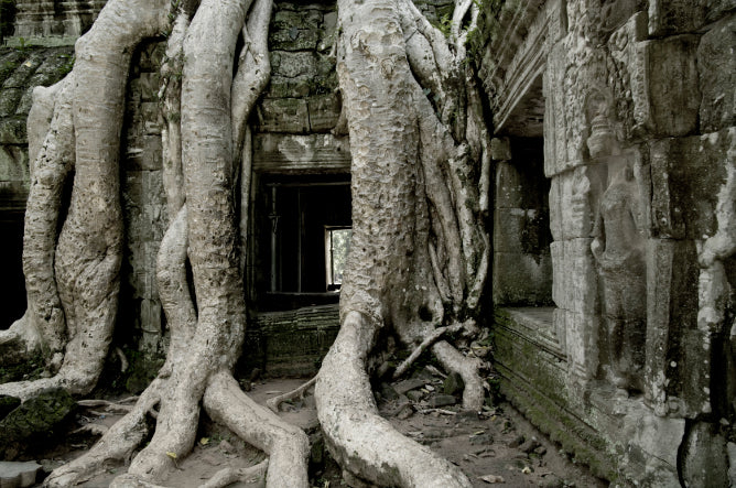 Tree roots engulf ancient temple walls in Cambodia, a highlight of the Angkor to Islands 16-Day Tour - Khmer Culture to Thai Coasts.