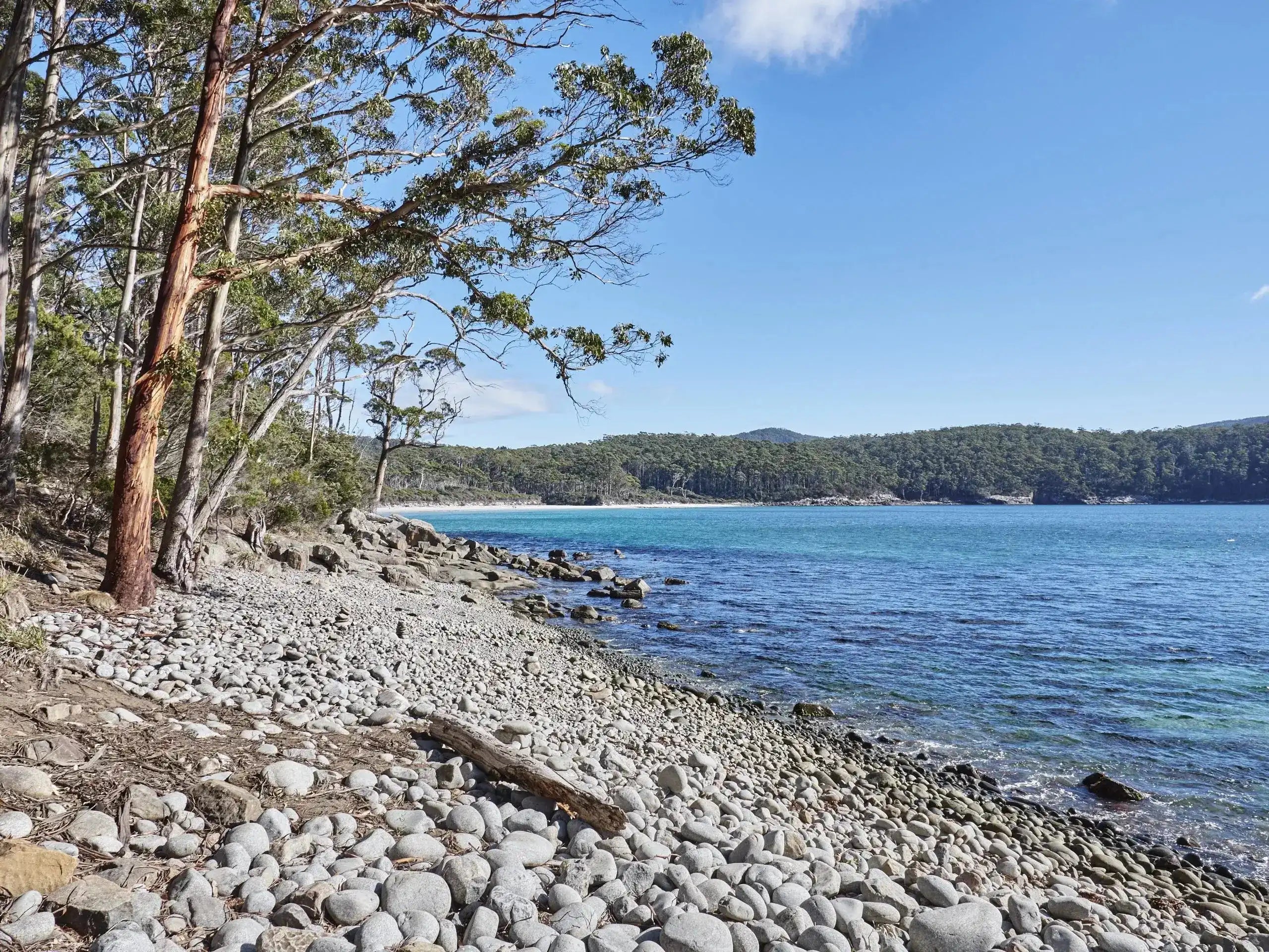 Stony beach with trees and clear blue water under a bright sky
