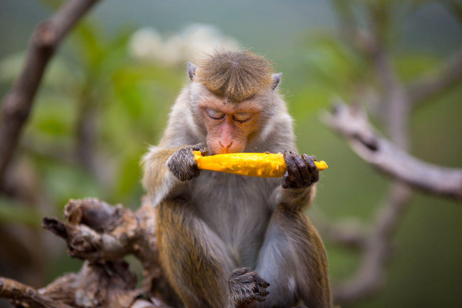 Monkey eating fruit in lush Sri Lankan jungle. A wildlife moment from Explore Sri Lanka - Land & Sea Tour Options for nature-focused travelers.