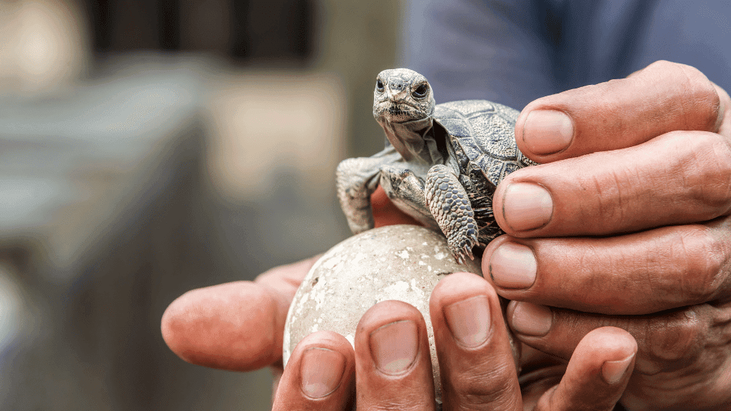 Baby Galápagos tortoise held in hands, part of wildlife experience on Island Hopping Adventure - Santa Cruz, Floreana, Isabela