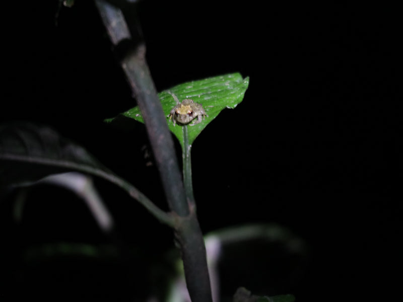 Costa Rica Explorer: Wildlife, Waterfalls & Beaches | 12-Day Group Adventure