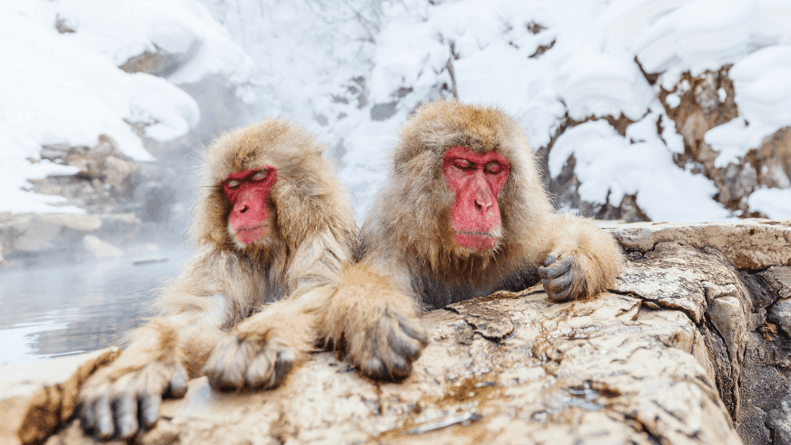 Japanese Winter Wonders | 11 Days of Shrines, Snow Monkeys & Onsen Steam (3 Day Ski Add-On Option)