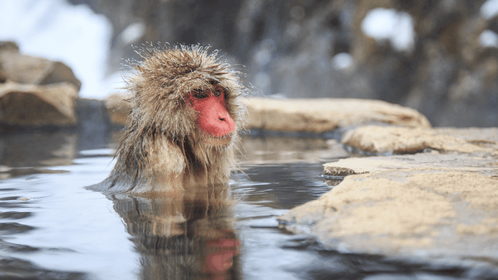 Japanese Winter Wonders | 11 Days of Shrines, Snow Monkeys & Onsen Steam (3 Day Ski Add-On Option)