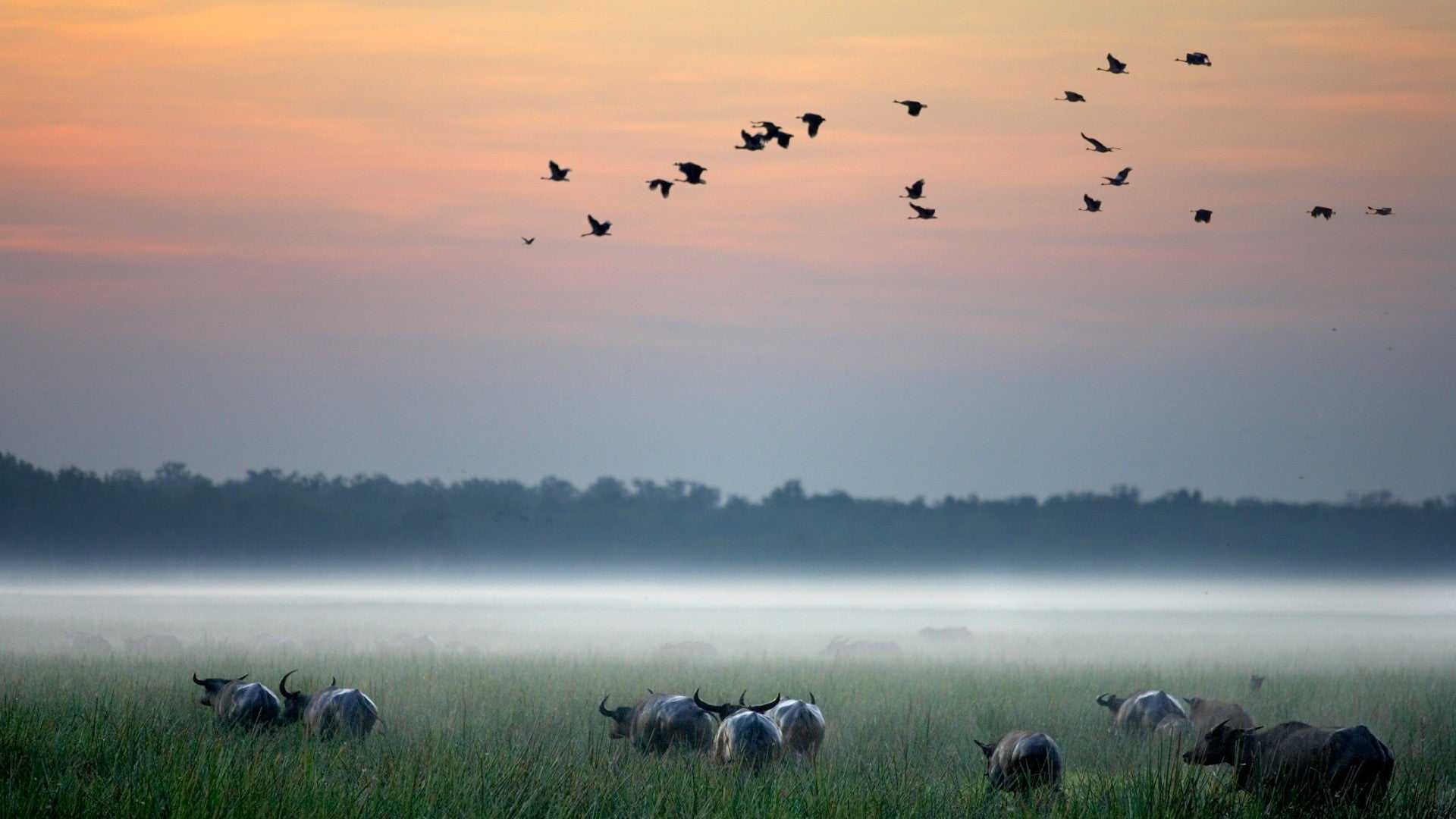 Buffalo graze in misty wetlands at sunrise on Kakadu Katherine Gorge Tour | 4-Day Comfort Travel. Wildlife and birdwatching in natural habitat.