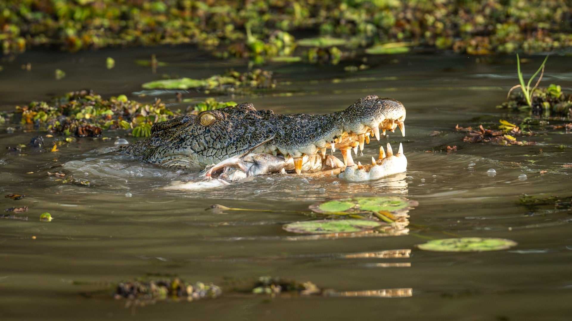 Saltwater crocodile surfaces in wetland on Kakadu Katherine Gorge Tour | 4-Day Comfort Travel. Wildlife encounter in natural habitat.