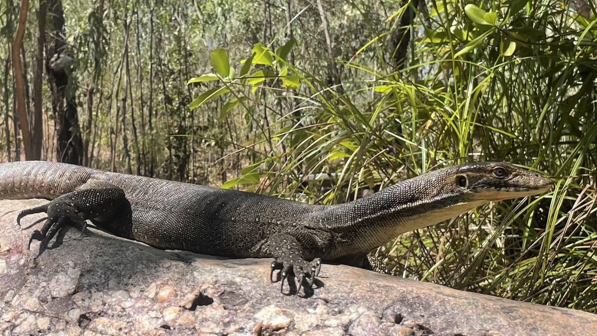Kakadu & Litchfield: Waterfalls & Wetlands | 3-Day Camping Adventure
