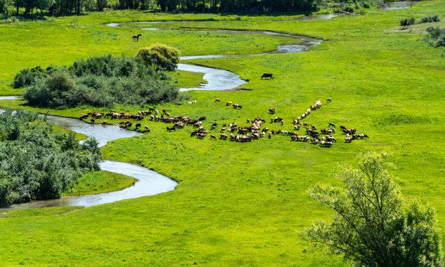 Cattle grazing along a winding river in Mongolia's lush Orkhon Valley, part of the Steppe to Sand - Mongolia Gobi Desert Tour | 14-Day Adventures.
