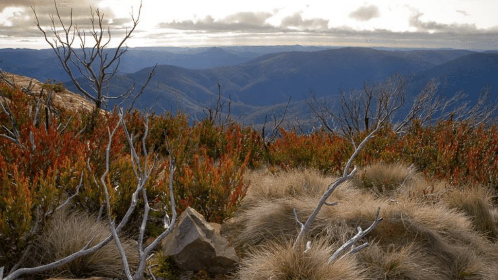 Scenic alpine vegetation and mountain views on Mt Bimberi & Blue Waterholes - Tour Adventure. Perfect for active explorers and nature lovers.