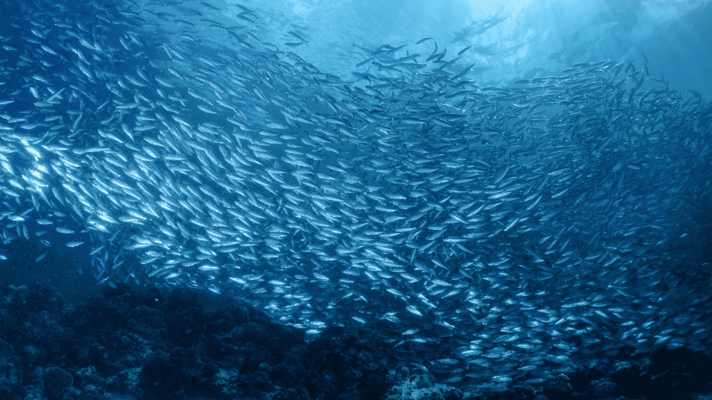 Massive sardine run underwater in Cebu, a marine adventure in Philippines Travel Tours - Icons of the Philippines | 10/14/23 Days.