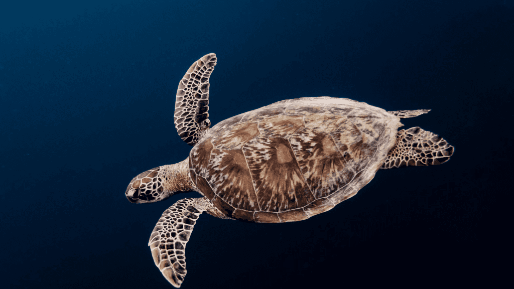 Sea turtle swimming in deep blue ocean, marine life experience in Philippines Travel Tours - Icons of the Philippines.