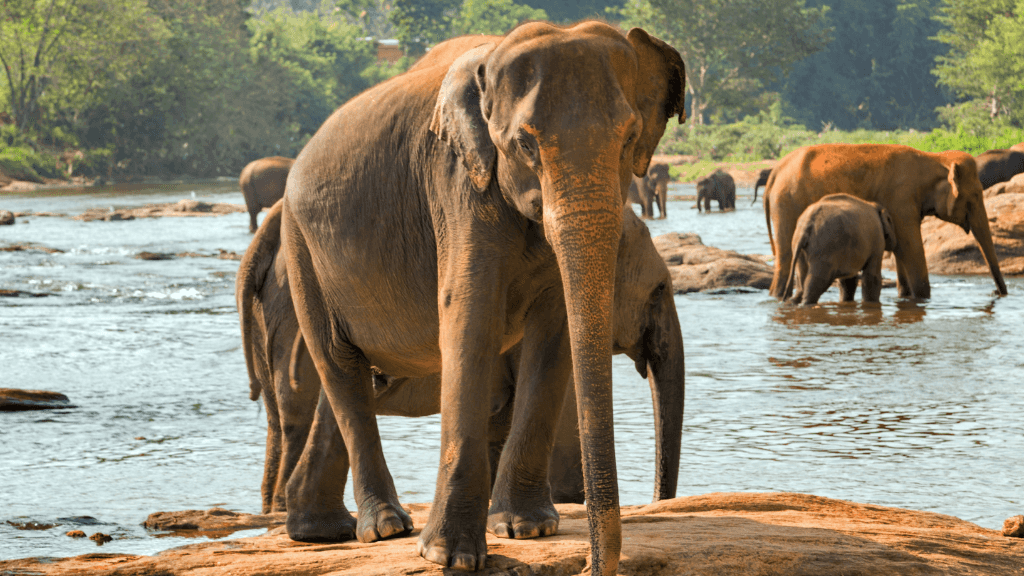 Elephant standing on river rocks in a wildlife sanctuary, part of the 12-day Sri Lanka tour of spice gardens and nature.