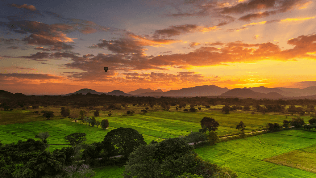 Hot air balloon floating over green paddy fields at sunrise, part of the scenic highlights on Sri Lanka's 12-day tour.