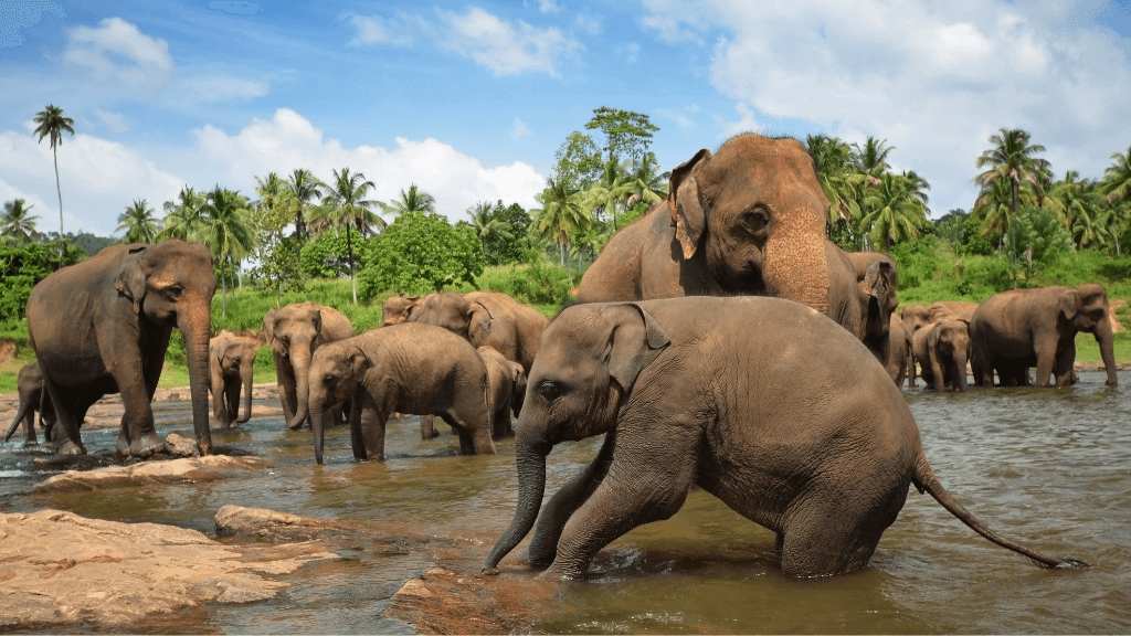 Herd of elephants bathing in a river, a wildlife experience on the 12-day Sri Lanka tour of spice gardens and tropical coasts.