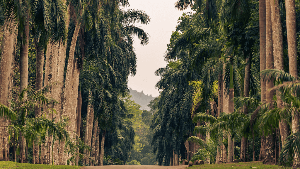 Palm-lined road in Sri Lanka's botanical gardens, a serene stop on the 12-day spice gardens and tropical coasts tour.