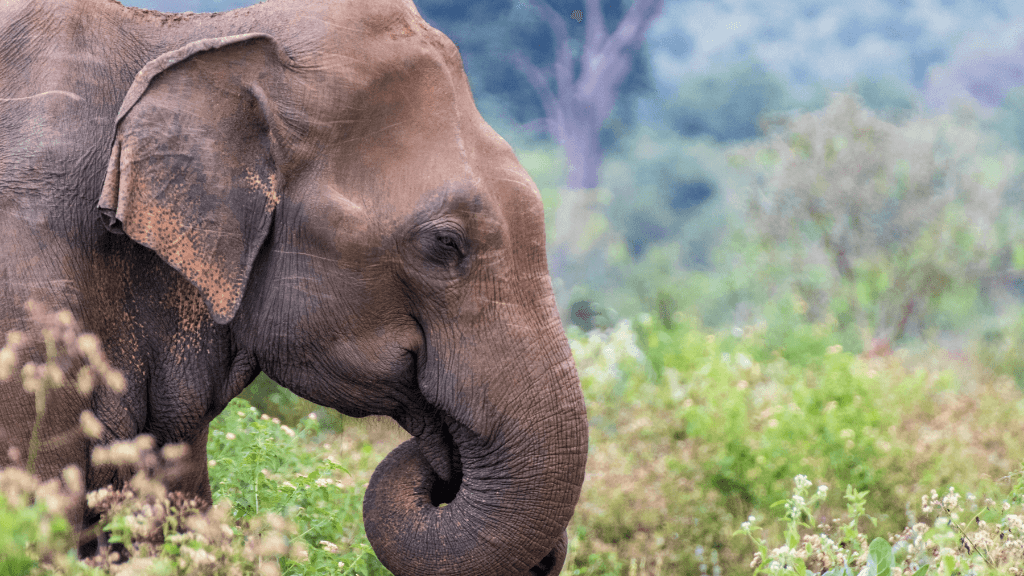 Close-up of elephant in lush greenery during Sri Lanka 12-day tour featuring wildlife, spice gardens, and coastal adventures.