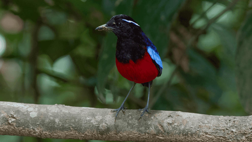 Colorful Sumatran bird on branch in rainforest, part of the birdwatching experience on the Wild Orangutan 8-Day Loop tour.