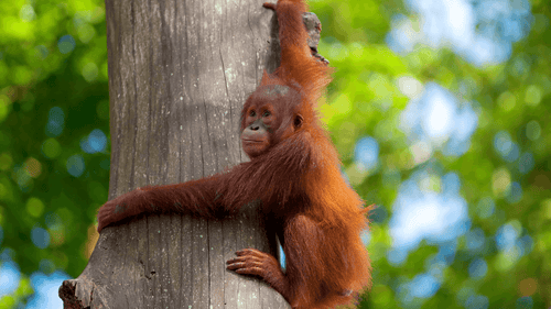 Young orangutan clings to tree in lush Sumatran jungle, part of the Wild Orangutan 8-Day Loop expedition adventure tour.