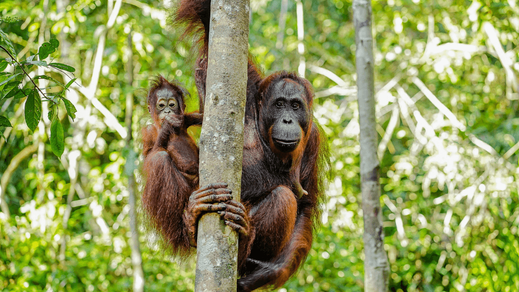 Mother orangutan with baby clinging to tree in Sumatran rainforest, featured in the Wild Orangutan 8-Day Loop expedition.