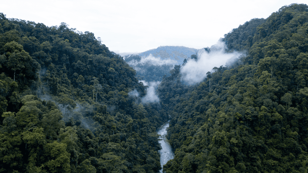Dense rainforest valley with mist and river below, showcasing the trekking route on the Wild Orangutan 8-Day Loop adventure.