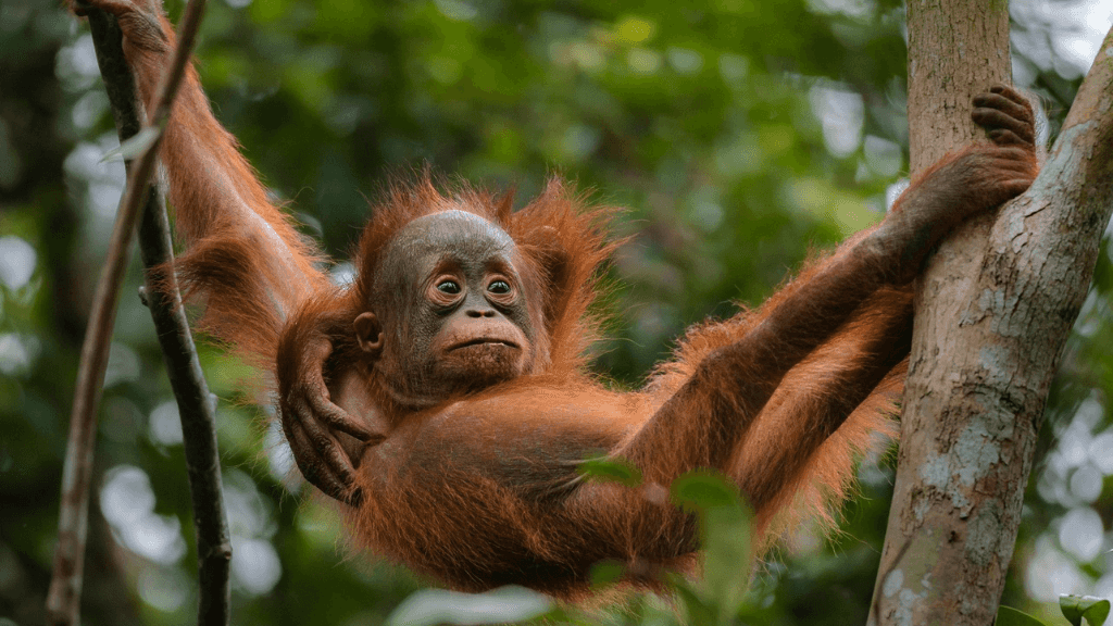 Young orangutan swinging on tree branch in rainforest, a highlight of the Wild Orangutan 8-Day Loop jungle trek.