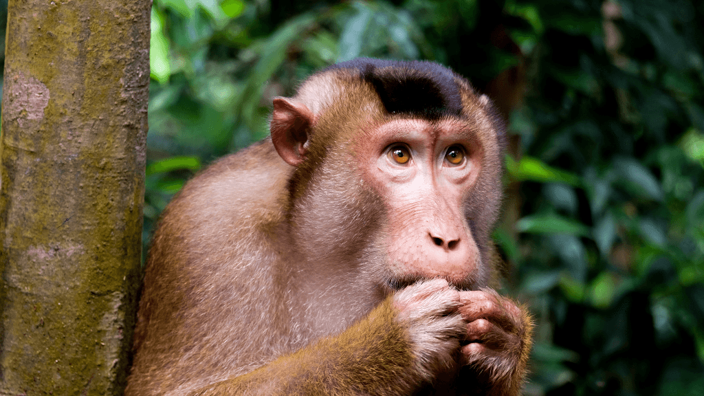 Close-up of pig-tailed macaque in Sumatran jungle, one of the wildlife encounters on the Jungle River Expedition tour.